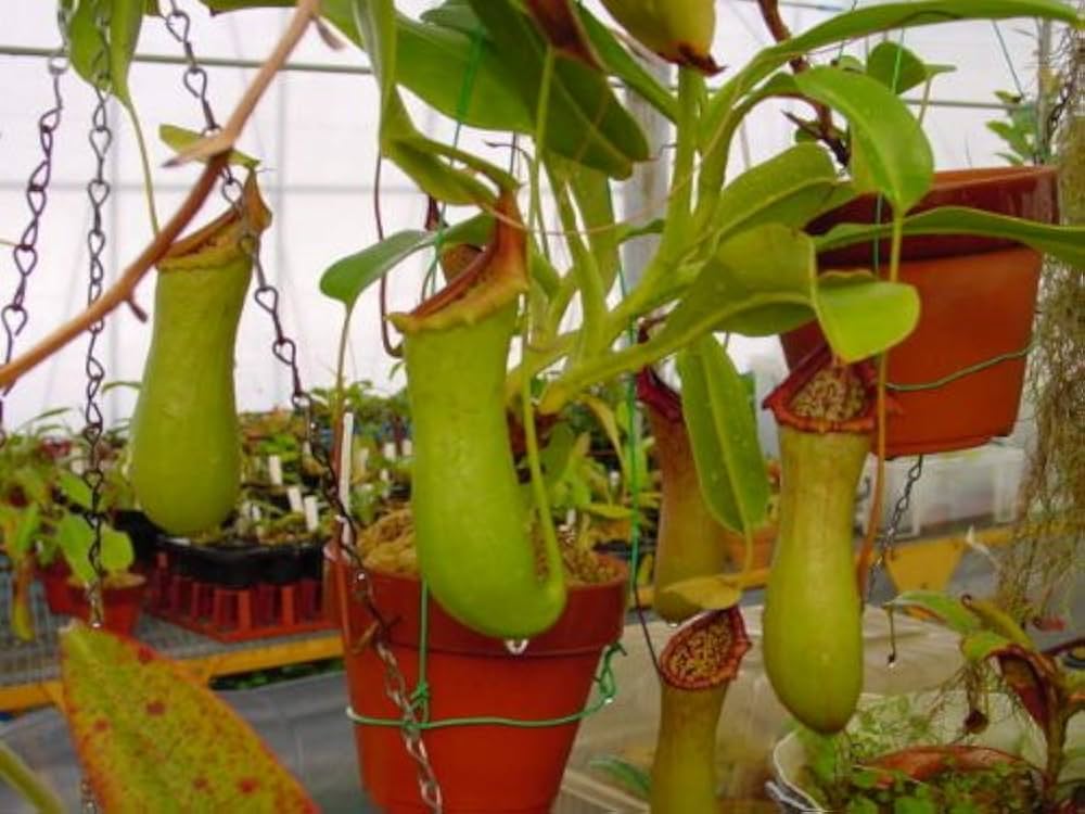 Amazon.co.jp: 食虫植物 Nepenthes ventricosa squat x truncata